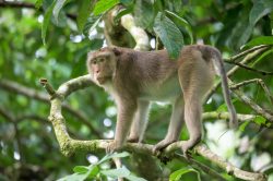 long-tailed-macaque-macaca-fascicularis-3