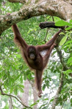 orang-utan-pongo-pygmaeus
