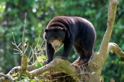 sun-bear-helarctos-malayensis