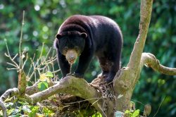 sun-bear-helarctos-malayensis-2