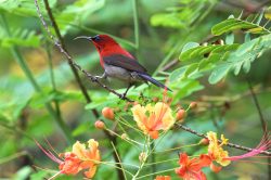crimson-sunbird-aethopyga-siparaja