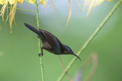 purple-sunbird-nectarinia-asiatica