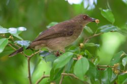 spectacled-bulbul-pycnonotus-erythropthalmos