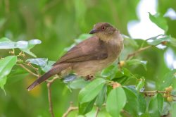 spectacled-bulbul-pycnonotus-erythropthalmos-2