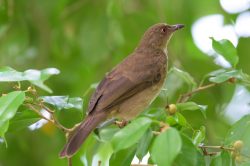 spectacled-bulbul-pycnonotus-erythropthalmos-3