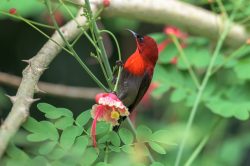 crimson-sunbird-aethopyga-siparaja-2