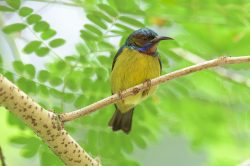 black-throated-sunbird-aethopyga-saturata