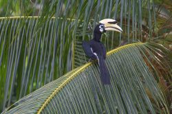 indian-pied-hornbill-anthracoceros-albirostris-2
