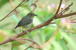 orange-bellied-flowerpecker-dicaeum-trigonostigma