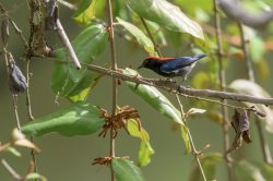 scarlet-backed-flowerpecker-dicaeum-cruentatum