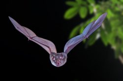 lesser-wooly-horseshoe-bat-rhinolophus-sedulus