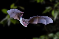 intermediate-horseshoe-bat-rhinolophus-affinis