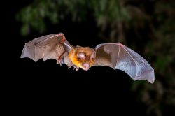 fawn-leafnosed-bat-hipposideros-cervinus