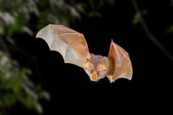 trefoil-horseshoe-bat-rhinolophus-trifoliatus-4