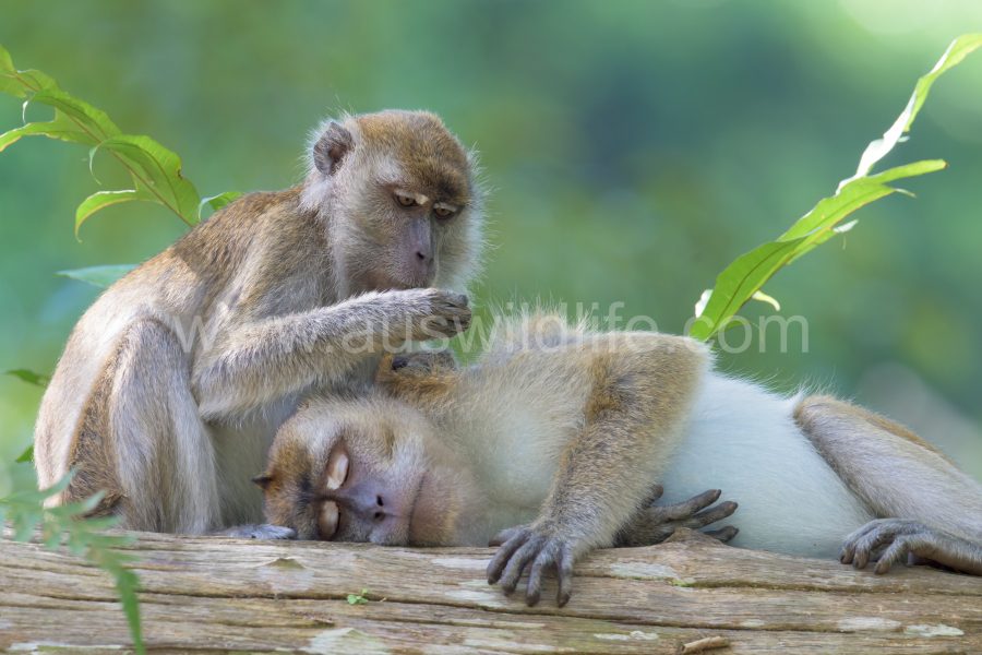 long-tailed-macaque-macaca-fascicularis-4
