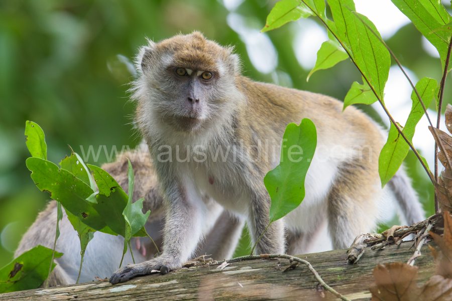 long-tailed-macaque-macaca-fascicularis-9