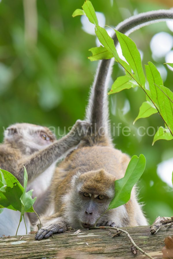 long-tailed-macaque-macaca-fascicularis-11
