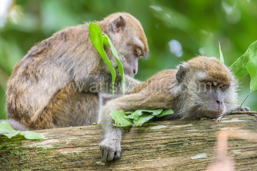 long-tailed-macaque-macaca-fascicularis-13