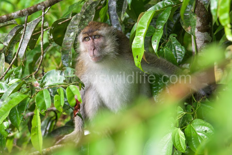 long-tailed-macaque-macaca-fascicularis-14