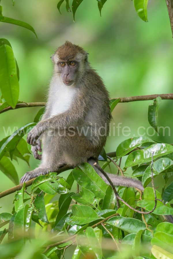 long-tailed-macaque-macaca-fascicularis-15