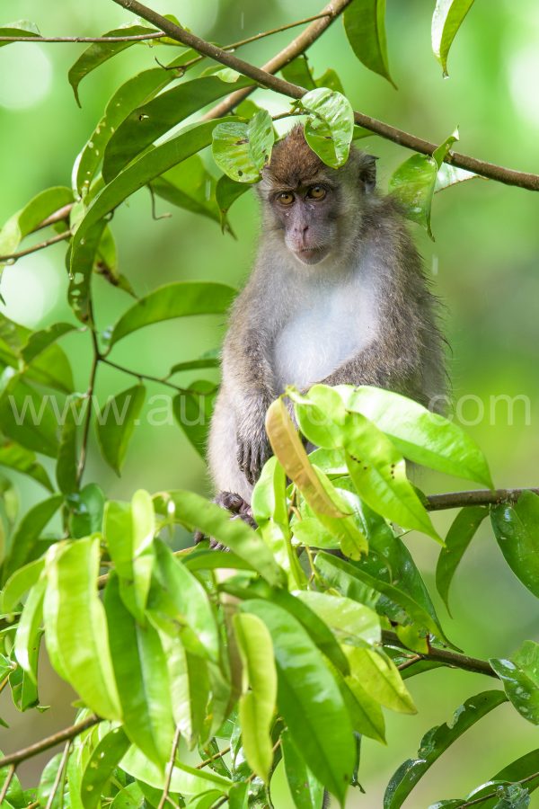 long-tailed-macaque-macaca-fascicularis-16