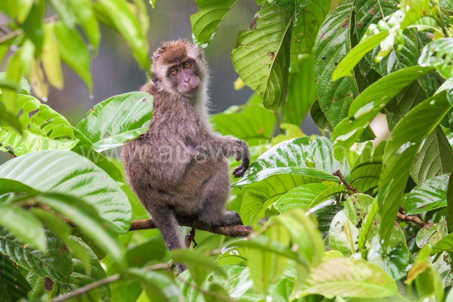 long-tailed-macaque-macaca-fascicularis-17