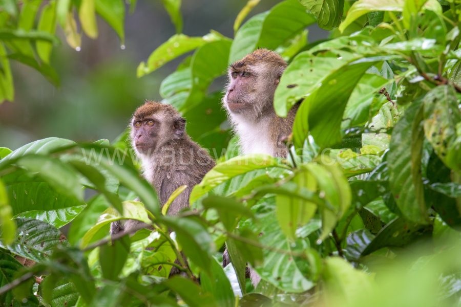 long-tailed-macaque-macaca-fascicularis-18