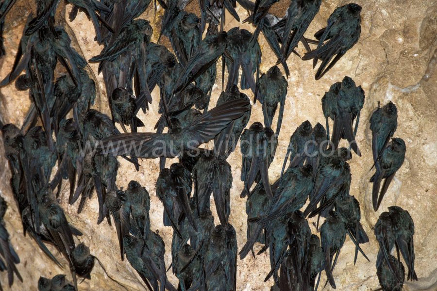 white-bellied-swiftlets-collocalia-esculenta
