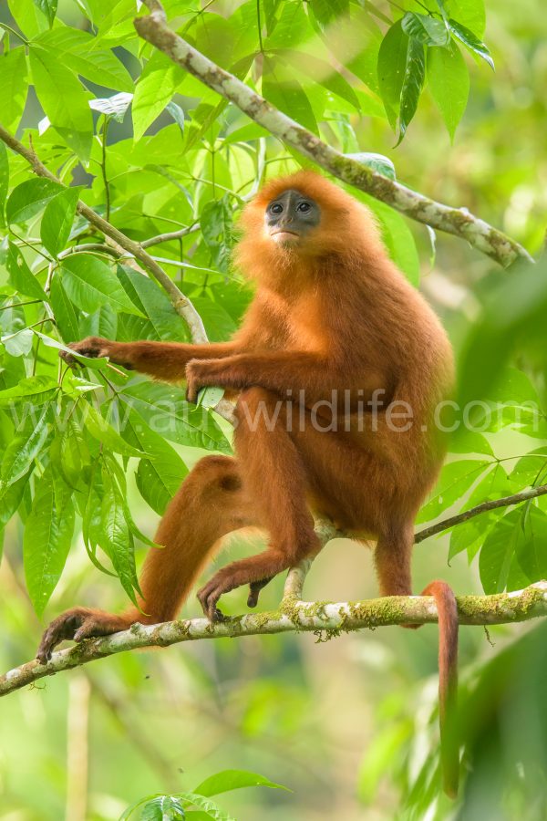 red-leaf-monkey-presbytis-rubicunda