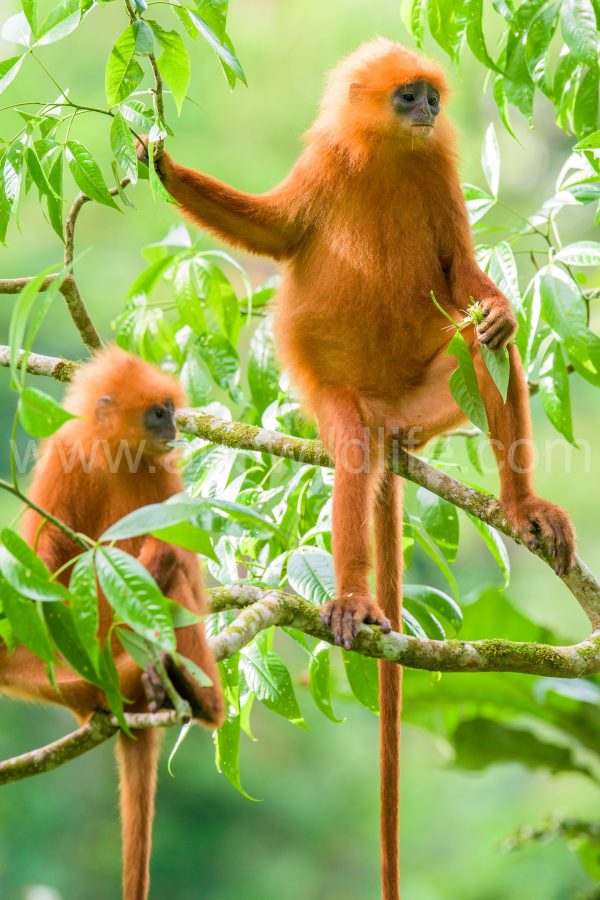 red-leaf-monkey-presbytis-rubicunda-4