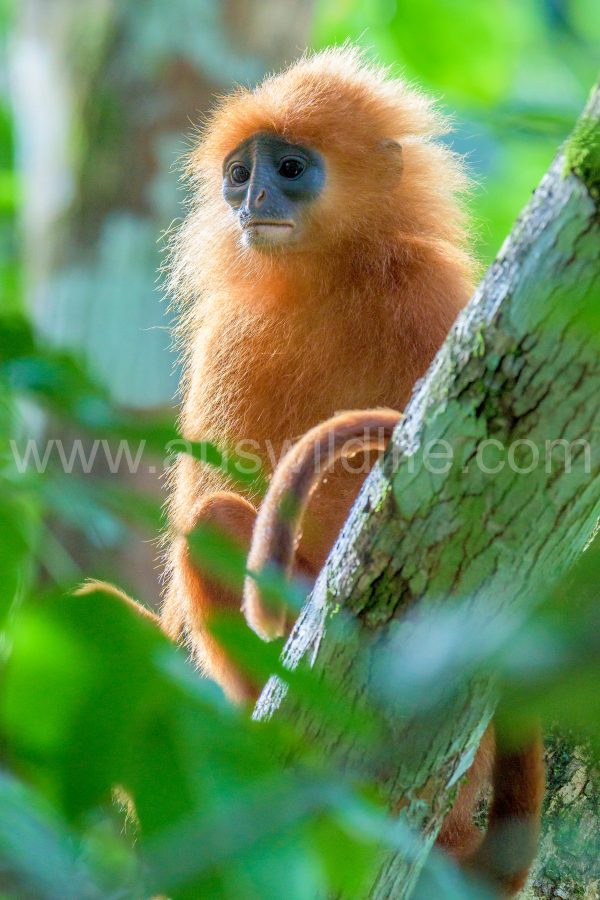 red-leaf-monkey-presbytis-rubicunda-7