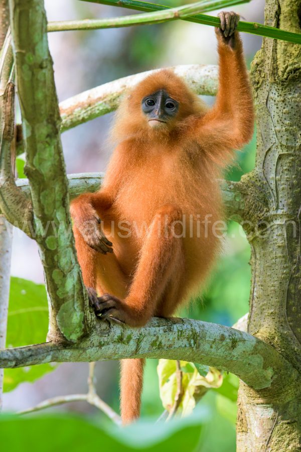 red-leaf-monkey-presbytis-rubicunda-8