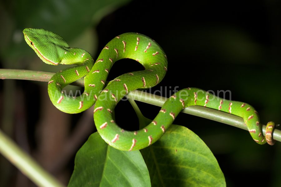waglers-pit-viper-tropidolaemus-wagleri