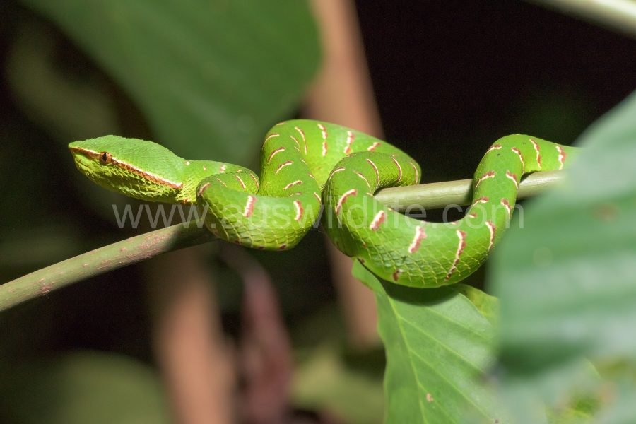 waglers-pit-viper-tropidolaemus-wagleri-2
