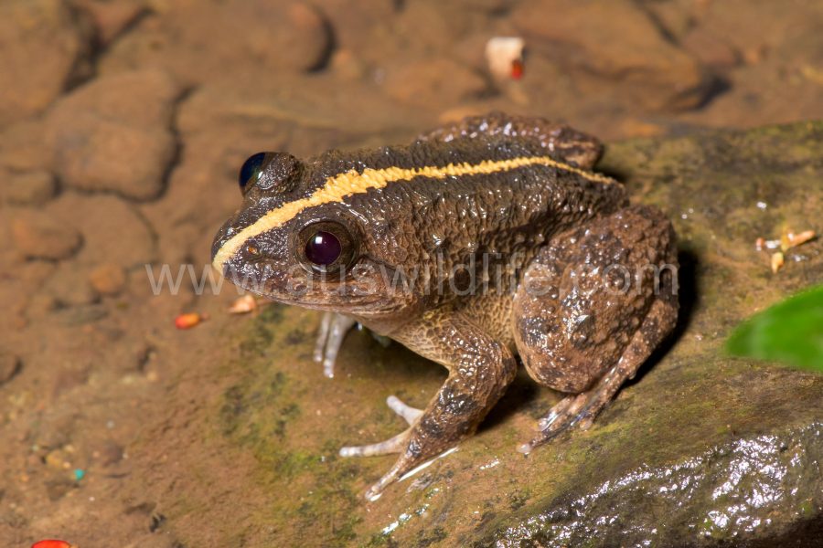 paddyfield-frog-asian-grass-frog-fejervarya-limnocharis