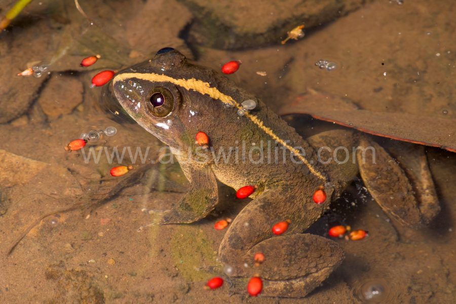 paddyfield-frog-asian-grass-frog-fejervarya-limnocharis-2
