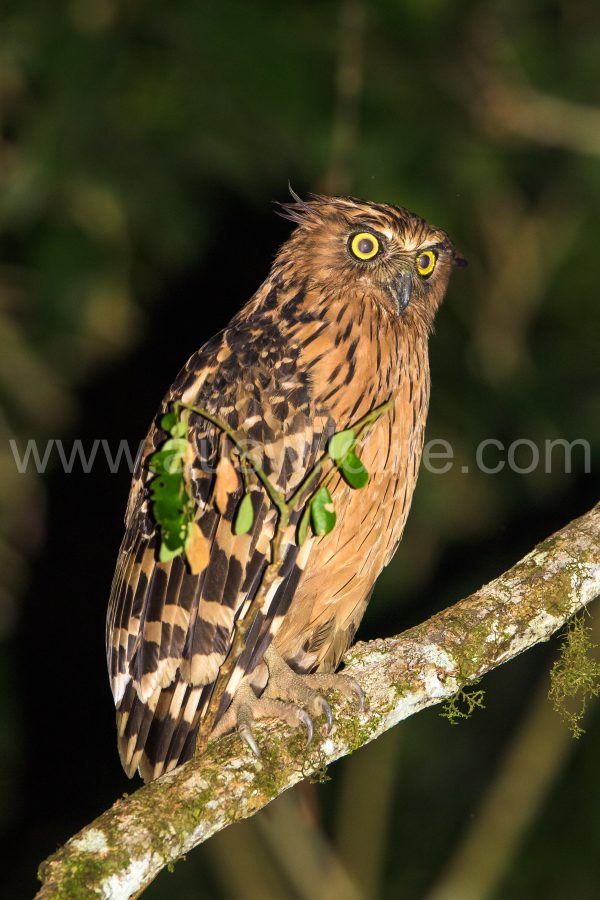 buffy-fish-owl-ketupa-ketupu-2