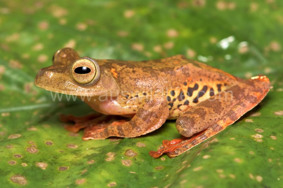 halequin-flying-frog-rhacophorus-pardalis