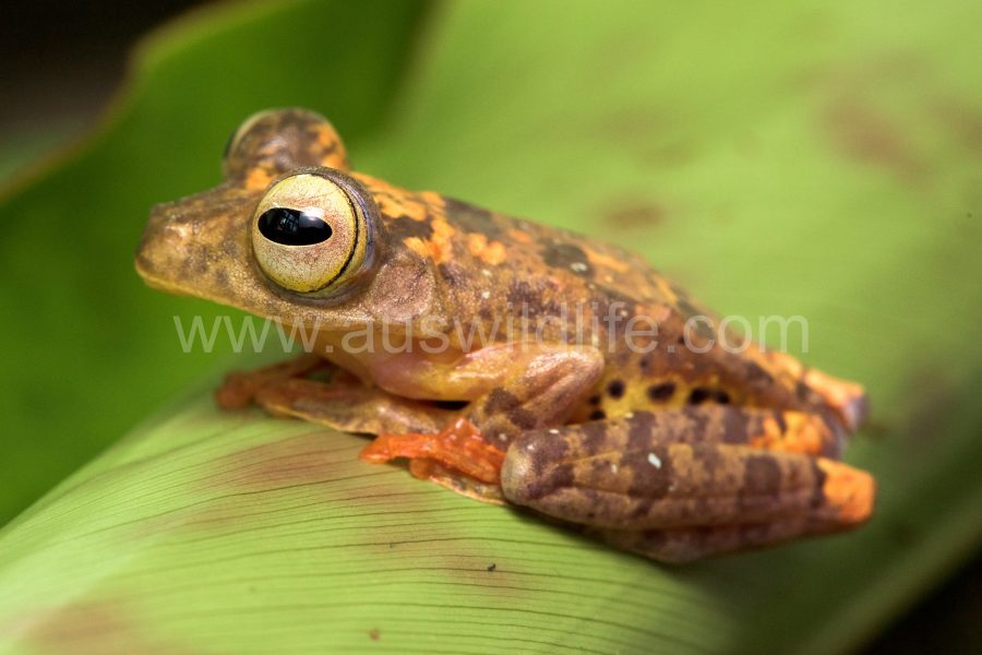 halequin-flying-frog-rhacophorus-pardalis-2