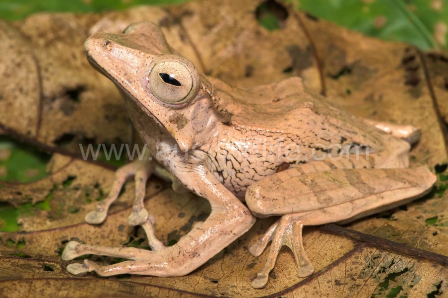 file-eared-tree-frog-polypedates-otilophus