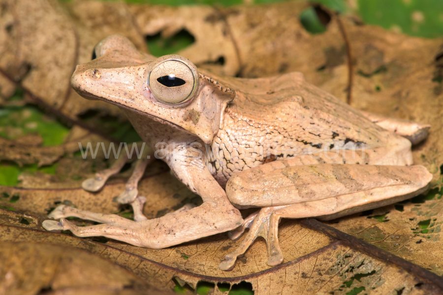 file-eared-tree-frog-polypedates-otilophus-2