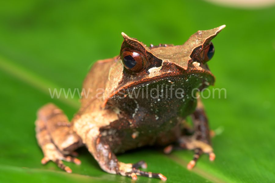 borneo-horned-frog-megophrys-nasuta-2