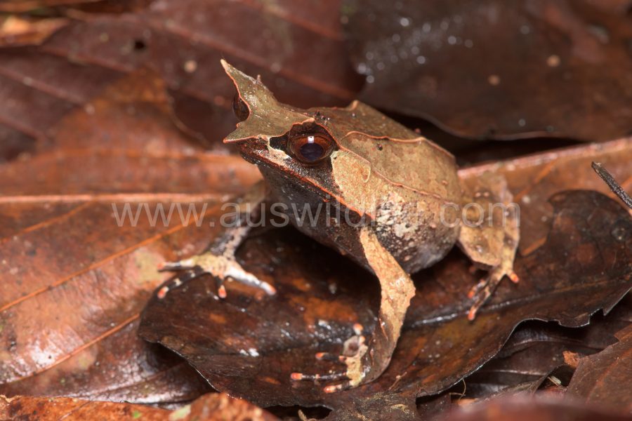 borneo-horned-frog-megophrys-nasuta-3