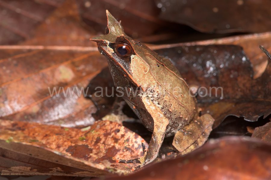 borneo-horned-frog-megophrys-nasuta-4