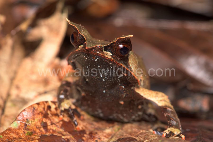 borneo-horned-frog-megophrys-nasuta-5