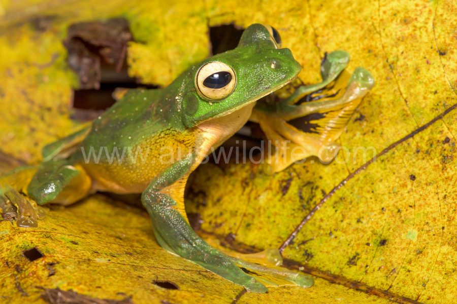 wallaces-flying-frog-rhacophorus-nigropalmatus-2