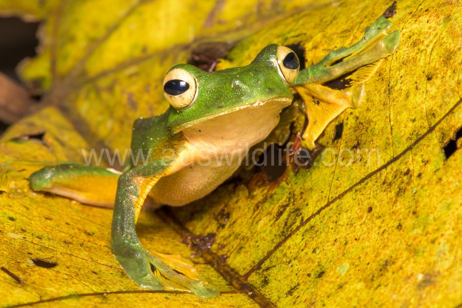 wallaces-flying-frog-rhacophorus-nigropalmatus-3