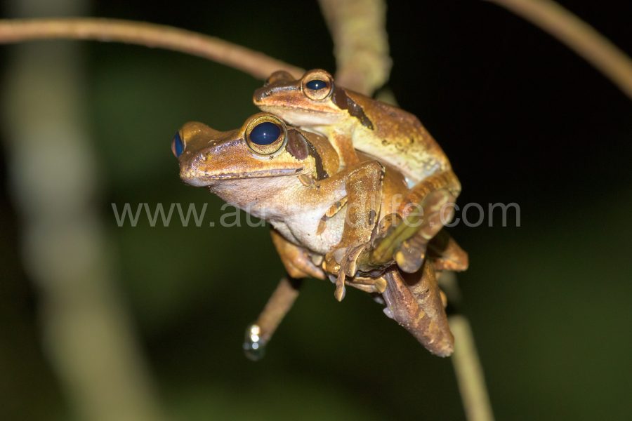 dark-eared-tree-frog-polypedates-macrotis-3