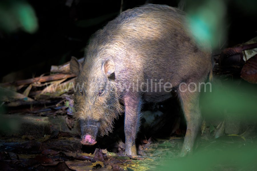 bearded-pig-sus-barbatus-2