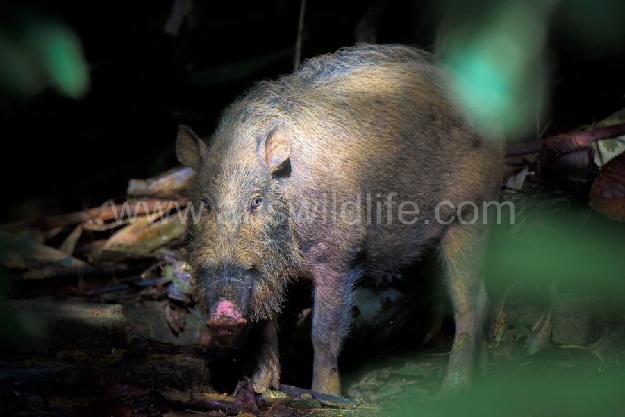 bearded-pig-sus-barbatus-3